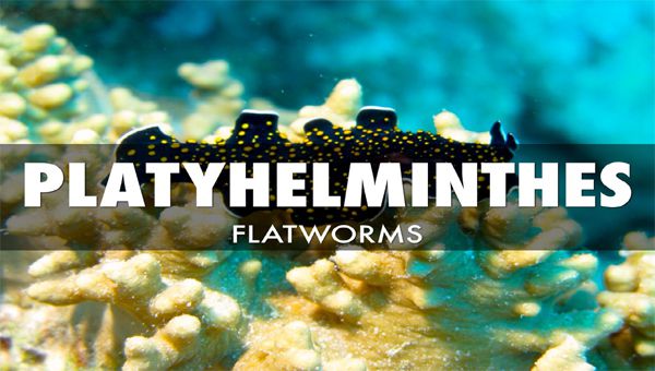 definiție phylum platyhelminthes esame papilloma virus positivo