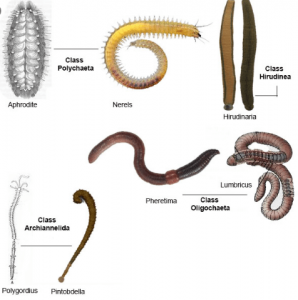 Annelida Examples