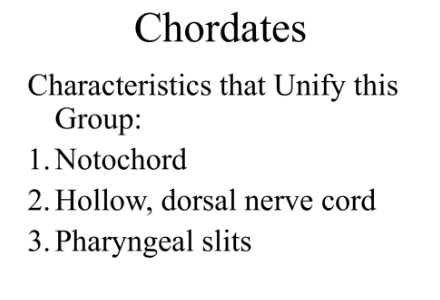 Characteristics of Phylum Chordata