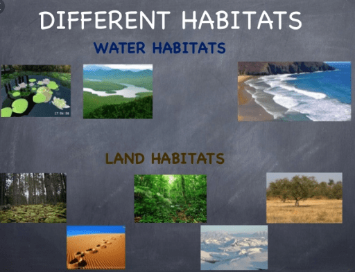 Difference between Land Habitats and Water Habitats