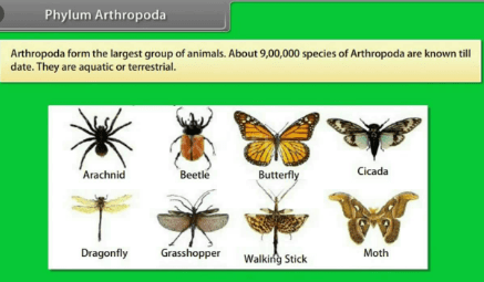 Arthropods Examples and Classification | Phylum Arthropoda 2020 Guide