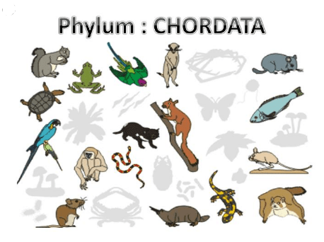 Phylum Chordata diagram