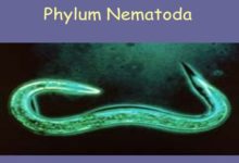 Phylum Nematoda