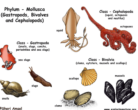 What is Phylum Mollusca