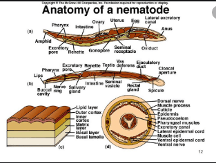 diagram of phylum nematoda (Anatomy)