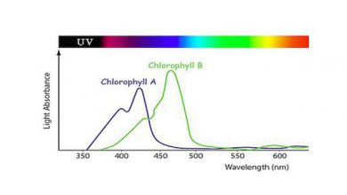 difference between chlorophyll A and B
