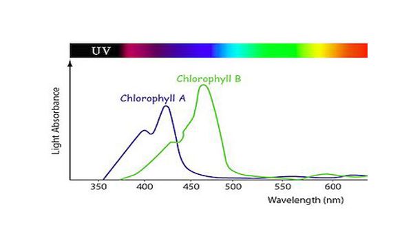 difference between chlorophyll A and B
