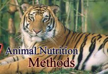 7 Animal Nutrition Methods