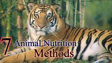 7 Animal Nutrition Methods