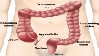large intestine (digestion)