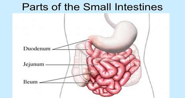 small intestine (digestion)