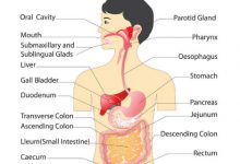 Human Digestive System Parts