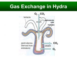 Gas Exchange in Hydra