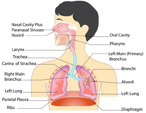 respiratory system of man (human respiratory system)