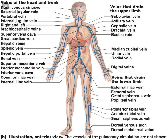 A simple and labelled Veins Diagram of the human body