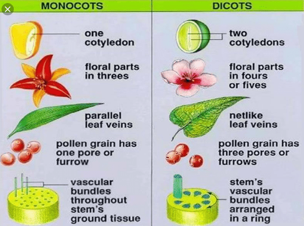 difference between Monocot and Dicot
