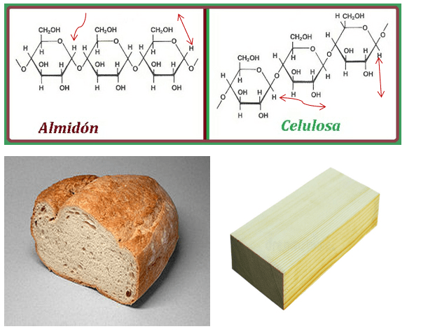 Difference Between Starch And Cellulose