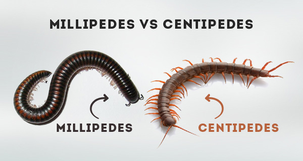 Difference Between Centipede and Millipede
