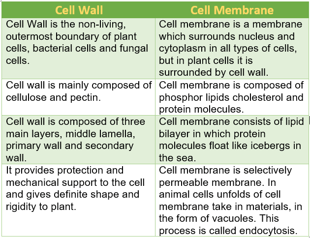 difference between cell wall and cell membrane