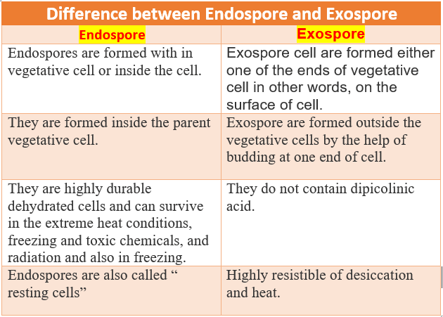 Difference between Endospore and Exospore