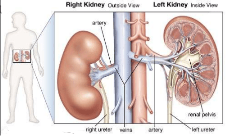 Difference between Left and Right Kidney
