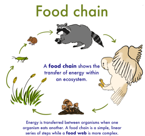 What is a Food chain