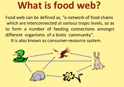 What is a food web