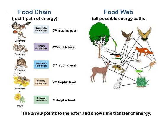 difference between Food chain and food web