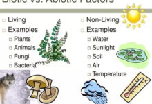 differences between abiotic factors and biotic factors