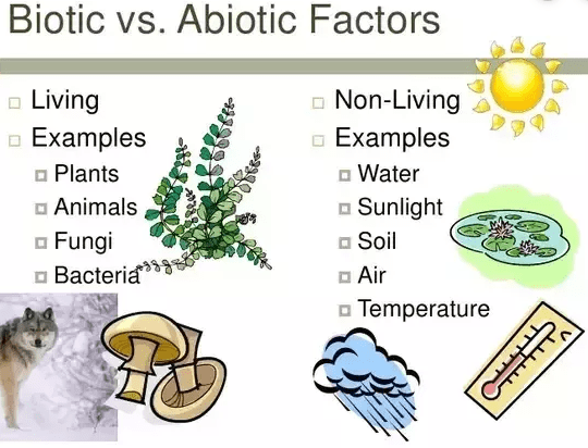 differences between abiotic factors and biotic factors