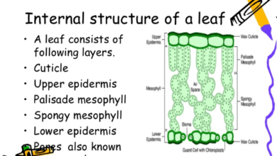 Internal Structure of a Leaf labbeled diagram