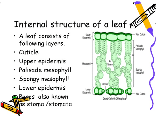 Internal Structure of a Leaf labbeled diagram