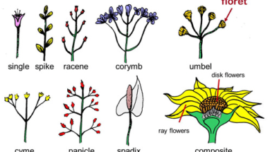 Types of Inflorescence