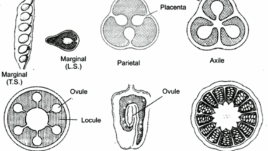 Types of Placentation