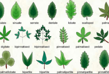 Types of Leaves