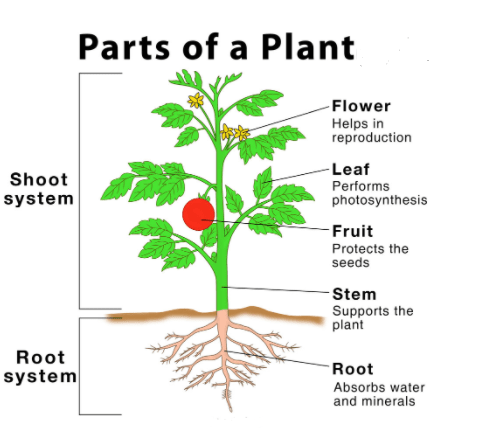 Parts of a Plant and their functions