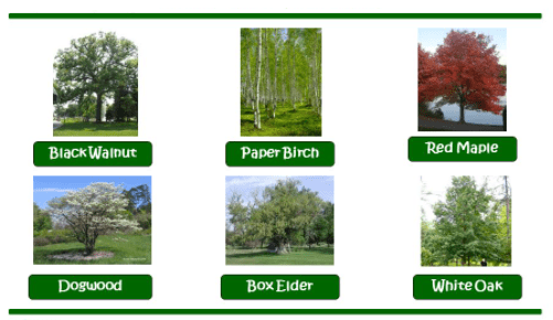 Types of Deciduous Trees