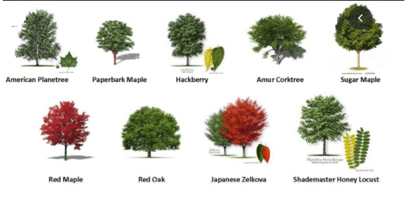 Types of Trees