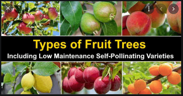 Types of fruit trees