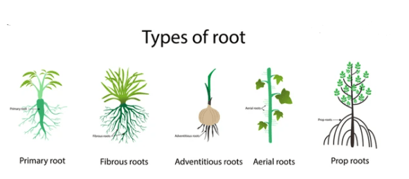 types of root