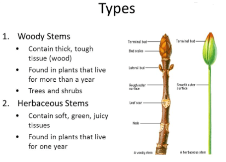 types of stem